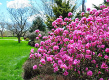 jardin botanique