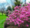 jardin botanique